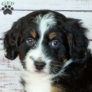 Benji, Bernedoodle Puppy